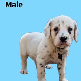 Aquamarine - White and black male Dalmatian puppy in Bremen, Georgia from Clark’s Dalmatians