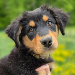 Seal - Black tri-color female Australian Shepherd puppy in London, Kentucky from Kenmont Kennels