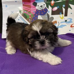 Boy 1 - Chocolate and tan male Shih Tzu puppy in Tampa, Florida from Patricia's Adorable Shih Tzu