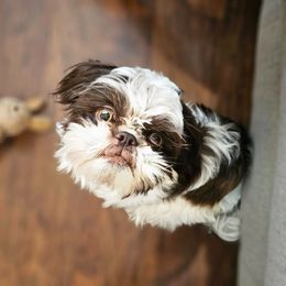 Oliver - Shih Tzu