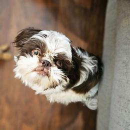 Oliver - Shih Tzu