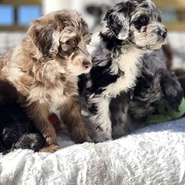 Aussiedoodle Puppies from Pawsome Aussie Doodles