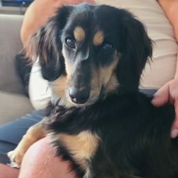 Daisy - Dachshund