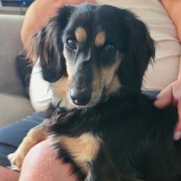 Daisy - Dachshund