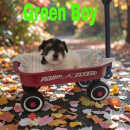 Green boy - Parti male Yorkshire Terrier puppy in Inverness, Florida from Luvayorkie&more