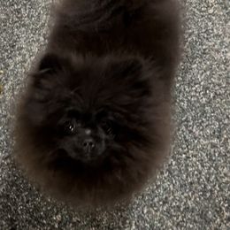 Blue Moon - Black Pomeranian puppy in Eastman, Georgia from Silver’s Reigning Heir Poms