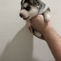 Siberian Husky Puppies from Hynes Huskies