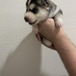 Siberian Husky Puppies from Hynes Huskies