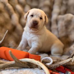 Beacon - Yellow male Labrador Retriever puppy in Sweet Home, Oregon from Knotty Creek Labradors