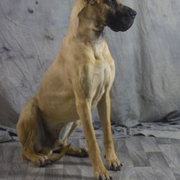 Great Dane All Grown Up from Great Alaskan Danes