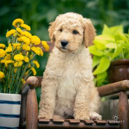 Goldendoodle Puppies from Columbia River Doodles