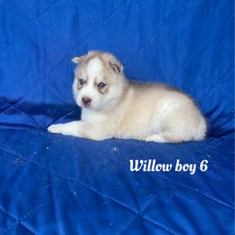 Willow boy 6 - Brown and white male Siberian Husky puppy in Ocala, Florida from Florida Husky Puppies