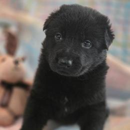 Female 2 - Black female German Shepherd puppy in Leon, West Virginia from Heart2Heart Kennels