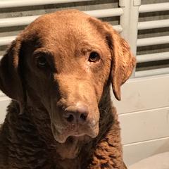 Aggie - Chesapeake Bay Retriever