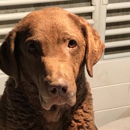 Aggie - Chesapeake Bay Retriever