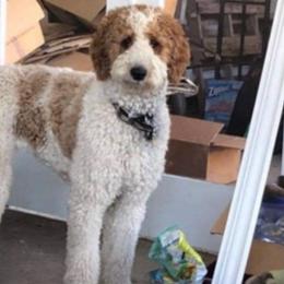 Harleigh - Goldendoodle