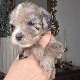 Rhett - male Golden Mountain Doodle puppy in Palestine, Texas from KK's Doodle Bunch