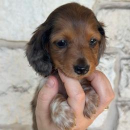 Liam - Dapple male Dachshund puppy in Troup, Texas from East Texas Dachshunds