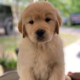 Golden Retriever Puppies from Aubergine Goldens