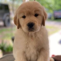 Golden Retriever Puppies from Aubergine Goldens