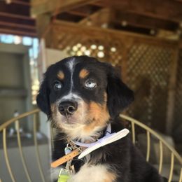 White - Black tri-color male Australian Shepherd puppy in Cool, California from Foothill Aussies