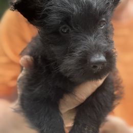 Scottish Terrier puppies from Pilot Mtn Scottie’s