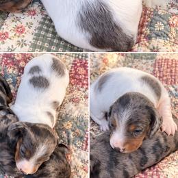 Reba Nell - Dapple female Dachshund puppy in Licking, Missouri from Piney River Dachshunds