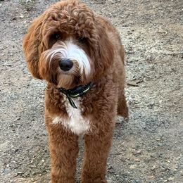 Andi - Australian Labradoodle
