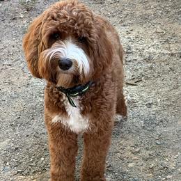 Andi - Australian Labradoodle