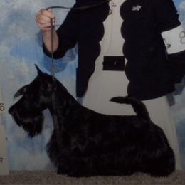 Bernese Mountain Dogs and Scottish Terriers from Defiant