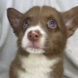 Barrel - Liver and white male American Corgi puppy in Grants Pass, Oregon from KnR Antler Dogs