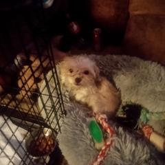 Shorkies from Christina Grafe's Shorkies