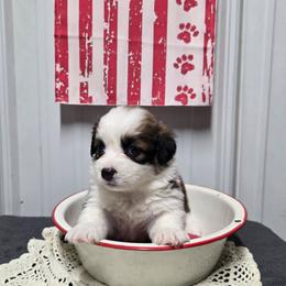 3 - FEMALE - Red female Pembroke Welsh Corgi puppy in Harrisburg, Illinois from Parish Corgis