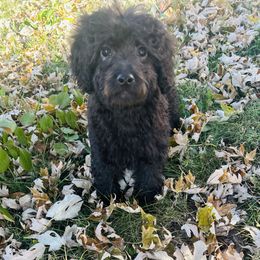 Maggie - Black female Goldendoodle puppy in Centralia, Missouri from Oodles Of Doodles Mo.