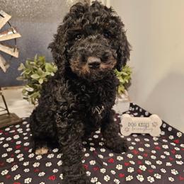 Hot Pink collar - Phantom female Bernedoodle puppy in Shelby, North Carolina from Forever Grateful Doodles