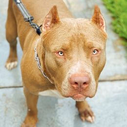 American Bullies from Asquare Bully Kennel