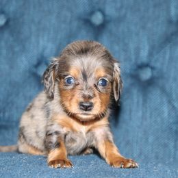 Boy 6 - Dapple male Dachshund puppy in Pontotoc, Mississippi from Doubletake Doodles & Dachshunds