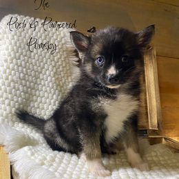 Fendi - Wolf sable female Pomsky puppy in Hugo, Oklahoma from The Posh & Pampered Pomsky
