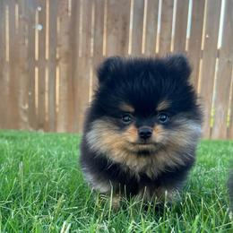 Boy 4 - Black and tan male Pomeranian puppy in Abilene, Texas from Blessedpoms