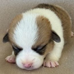 Boy 1 - Fawn male Pembroke Welsh Corgi puppy in Huntington Beach, California from Gingerbread