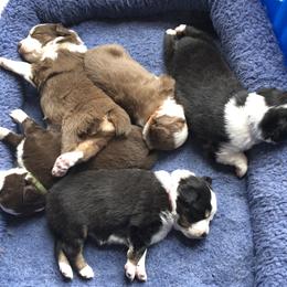 Miniature Australian Shepherd Puppies from Copper Line Aussies