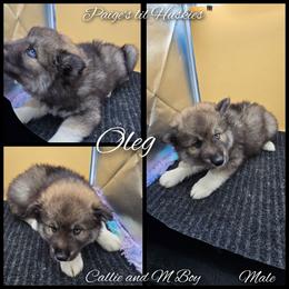Oleg - Agouti and white male Siberian Husky puppy in Bloomfield, Indiana from Paiges lil huskies