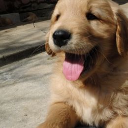 Golden Retriever Puppies from Top of the Hill Goldens