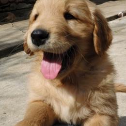 Golden Retriever Puppies from Top of the Hill Goldens