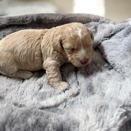 Lucy - Cream female Havanese puppy in Cadwell, Georgia from Hashtag Havenese