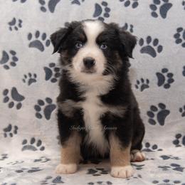 Felix - Black tri male Miniature Australian Shepherd puppy in Lacombe, Louisiana from Indigo River Aussies