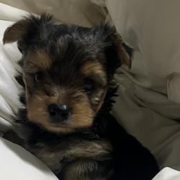 Yorkipoos and Yorkshire Terriers from OK Puppies LLC