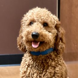 Toby - Goldendoodle