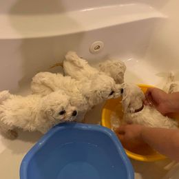 Bichon Frise and Great Dane Puppies from Bichon Frises of Nevada