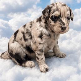 Gabby - Chocolate merle female Bernedoodle puppy in Williston, Florida from Tera Caldwell